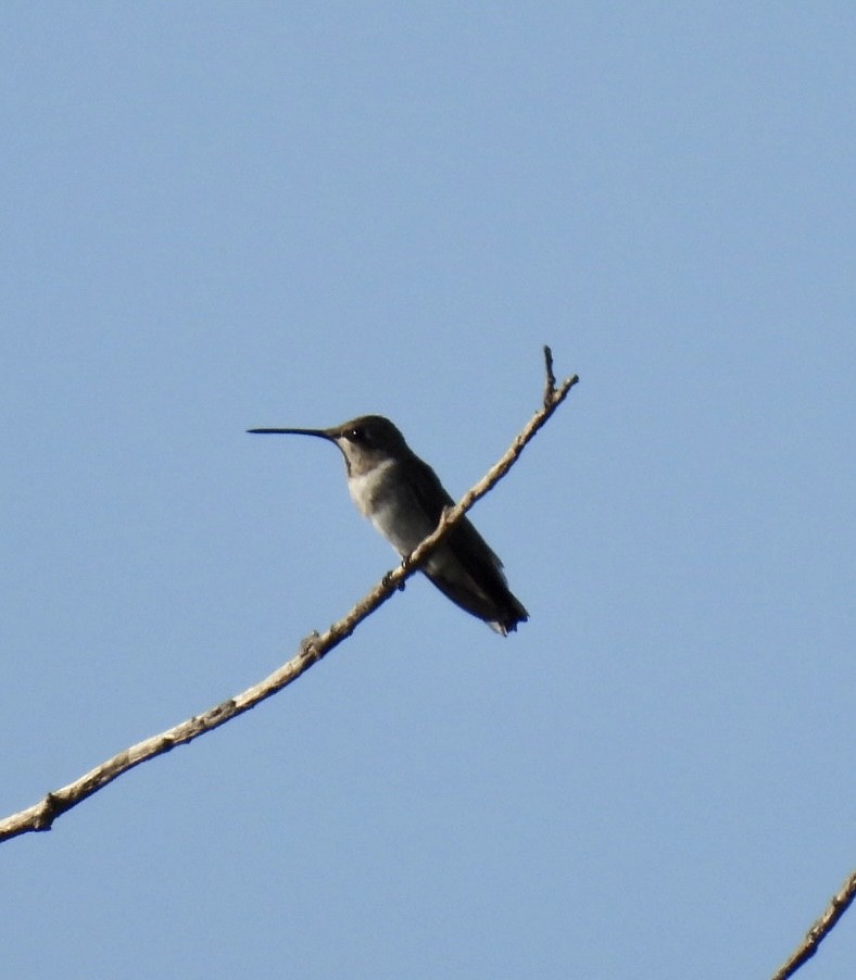 Black-chinned Hummingbird - ML608565301