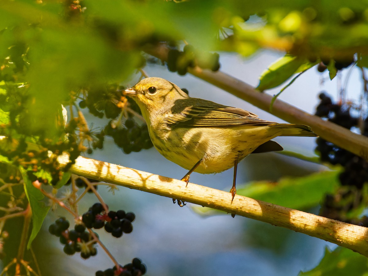 Cape May Warbler - ML608565307