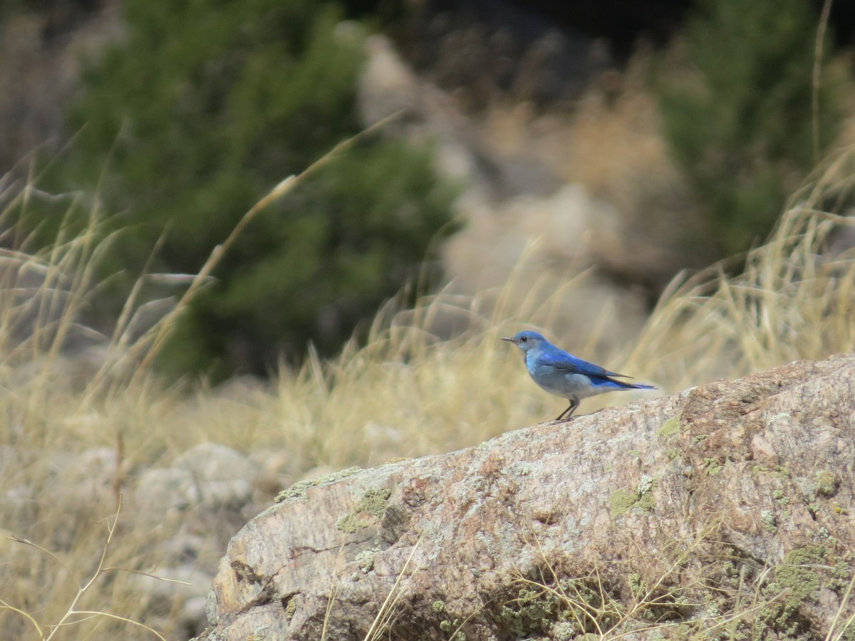 Mountain Bluebird - Michael David