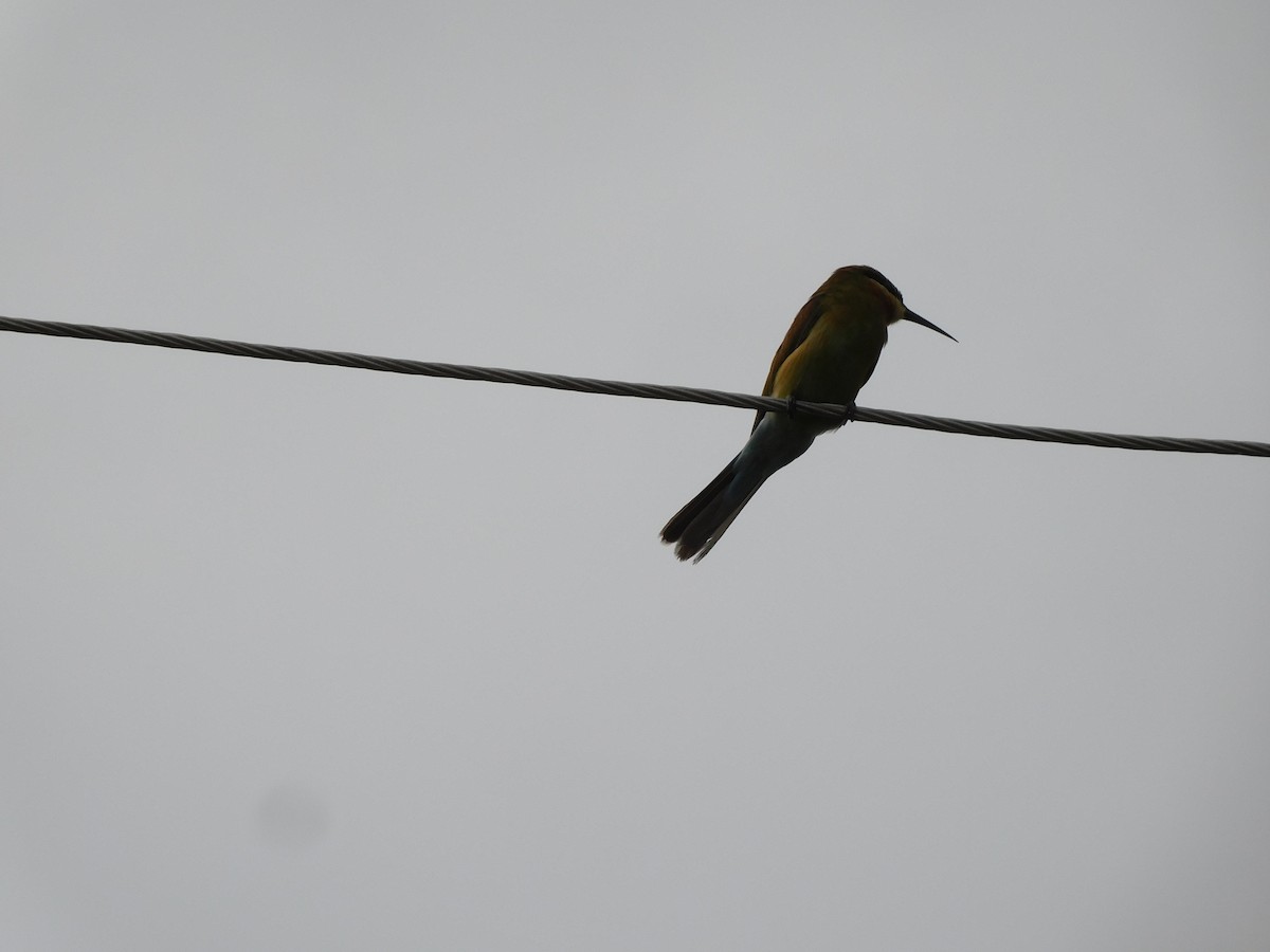 Blue-tailed Bee-eater - ML608565892