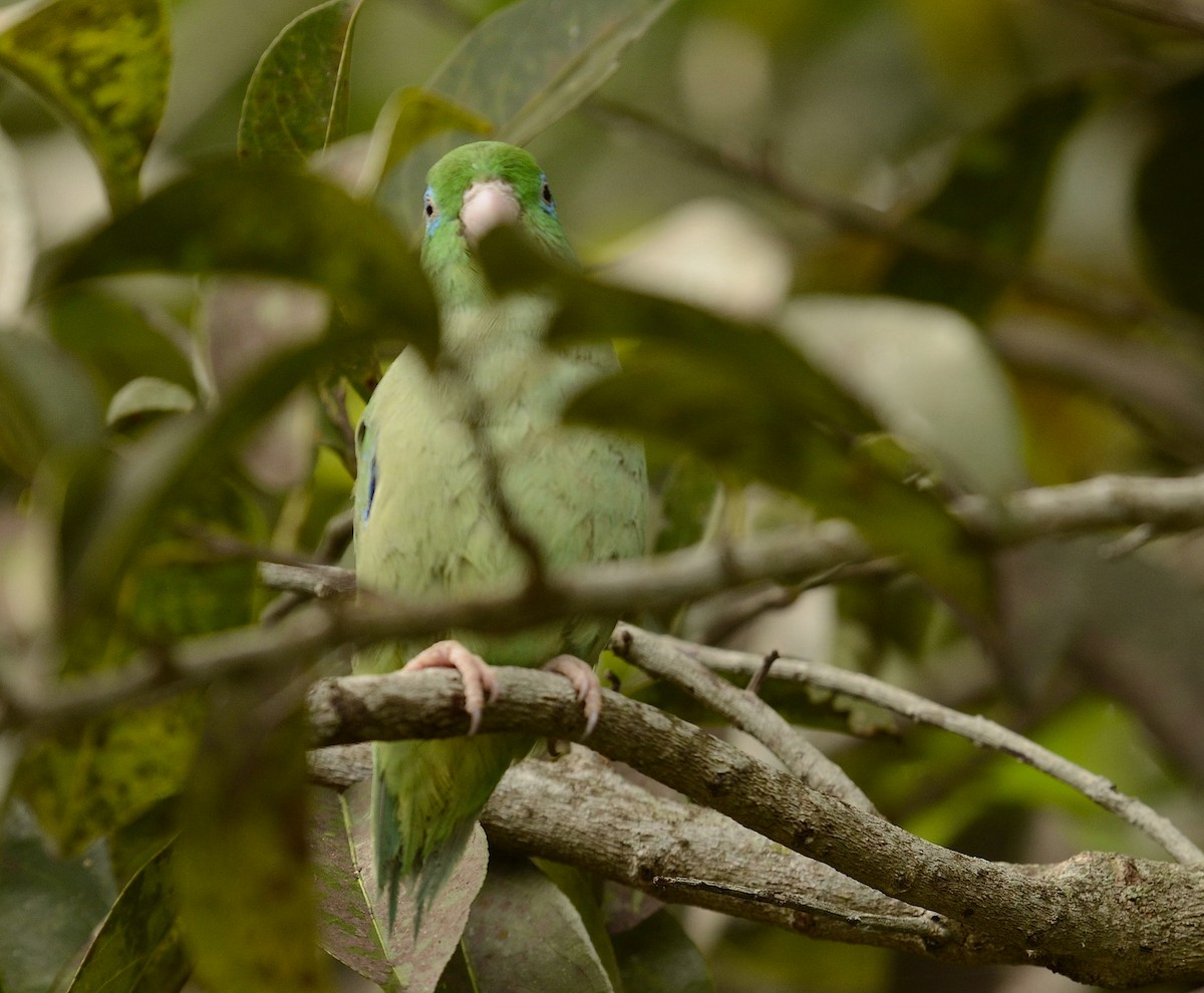 Spectacled Parrotlet - ML608566095