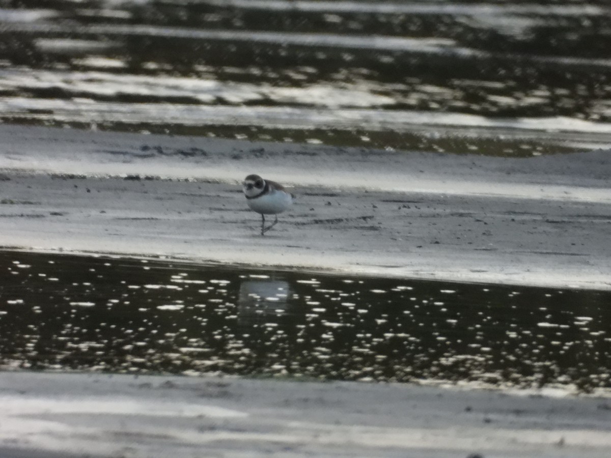 Semipalmated Plover - ML608566577