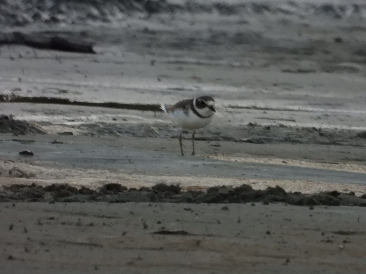 Semipalmated Plover - ML608566578