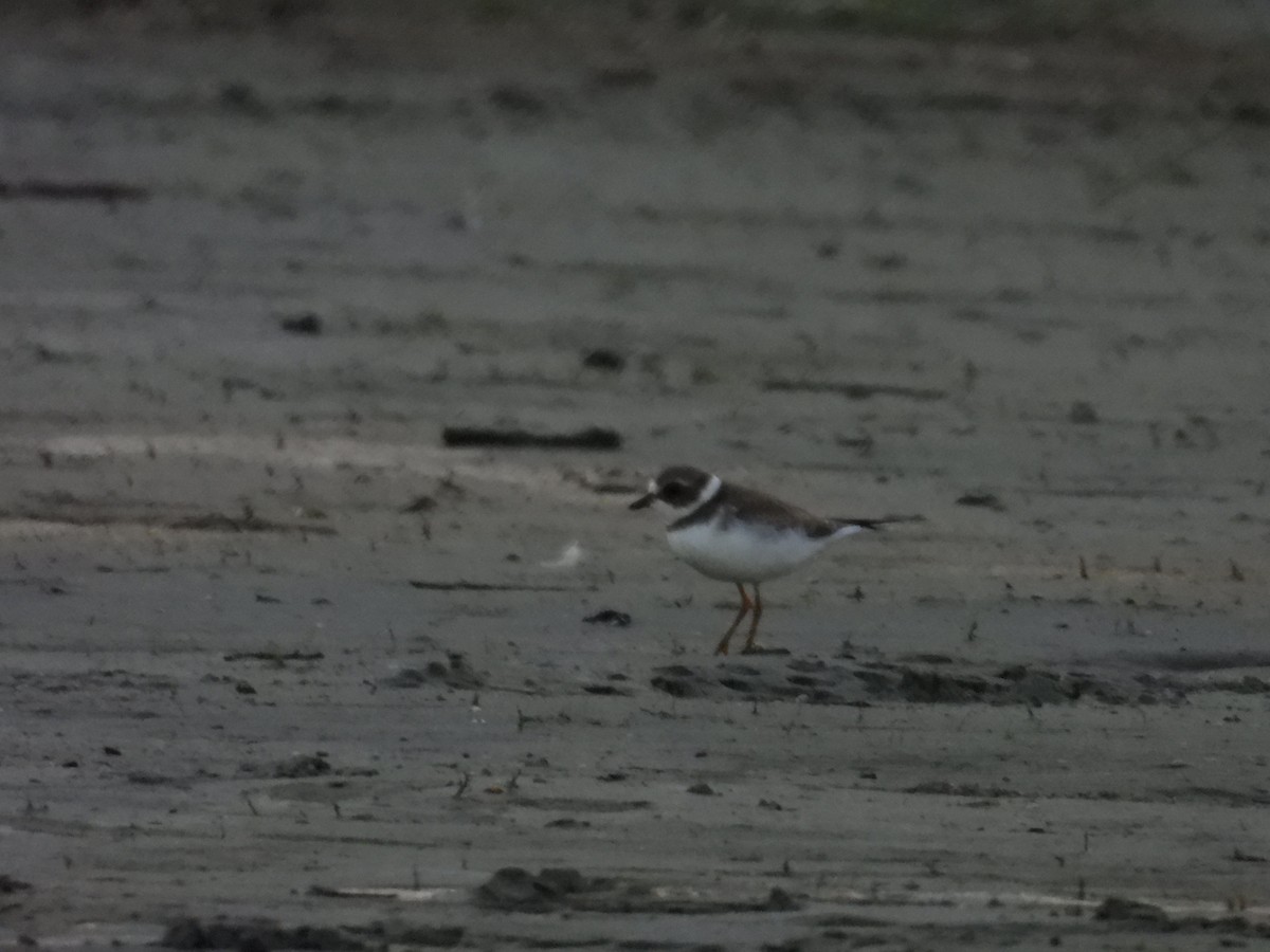 Semipalmated Plover - ML608566579