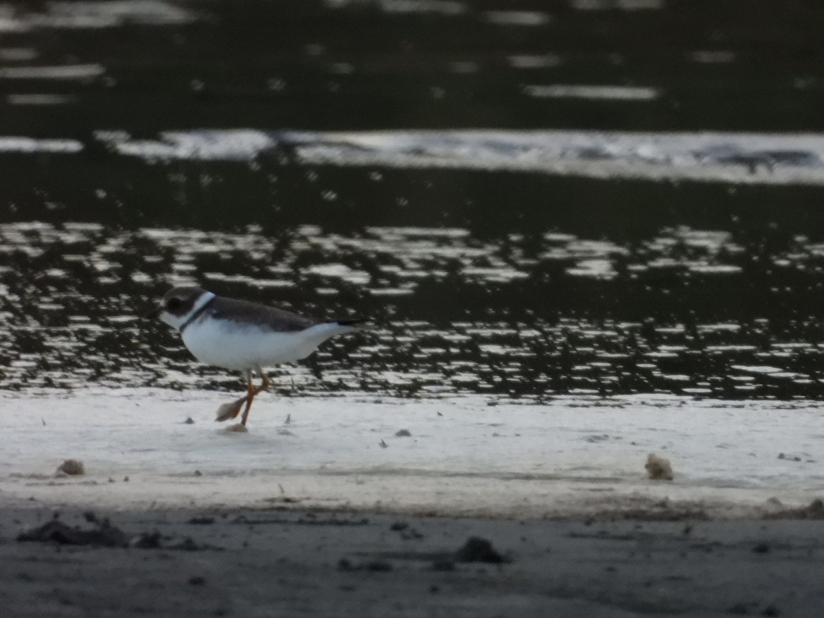 Semipalmated Plover - ML608566580