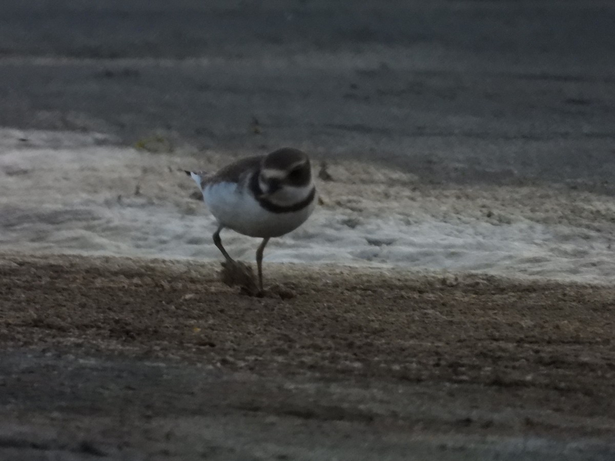 Semipalmated Plover - ML608566581