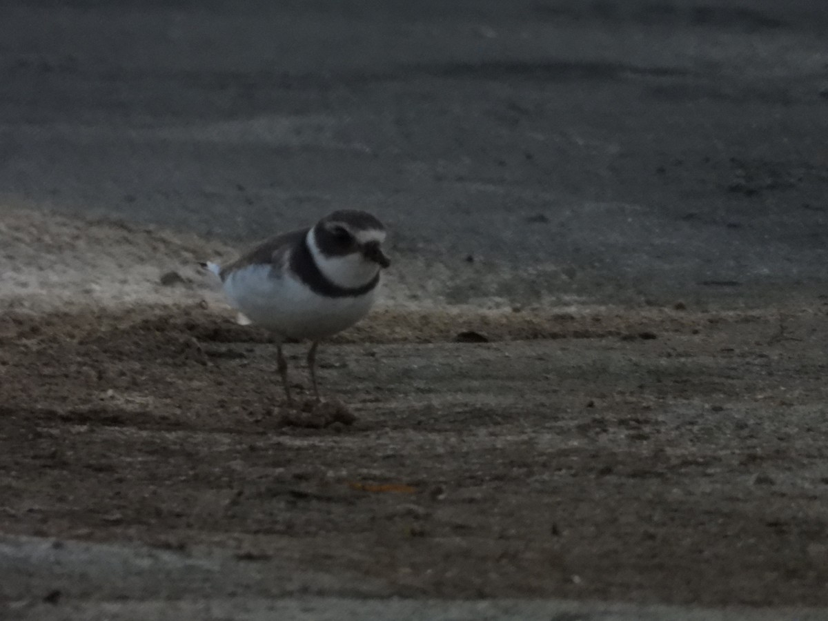 Semipalmated Plover - ML608566582