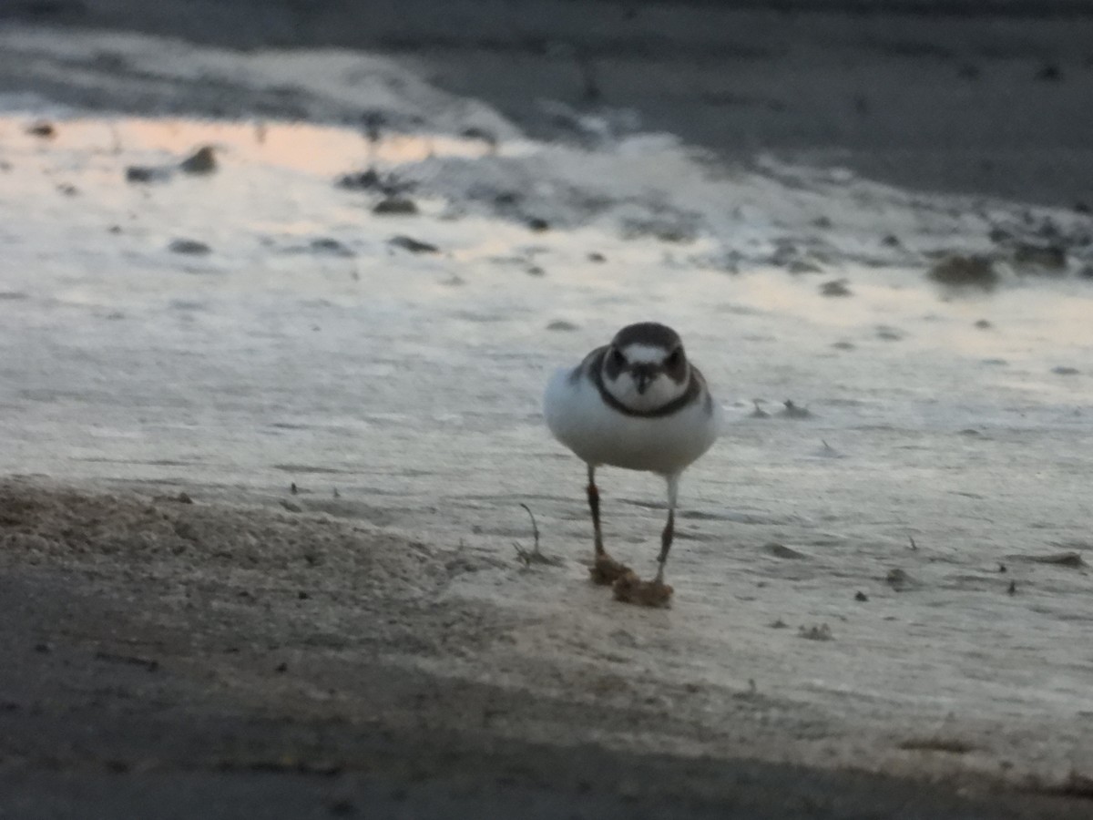 Semipalmated Plover - ML608566584