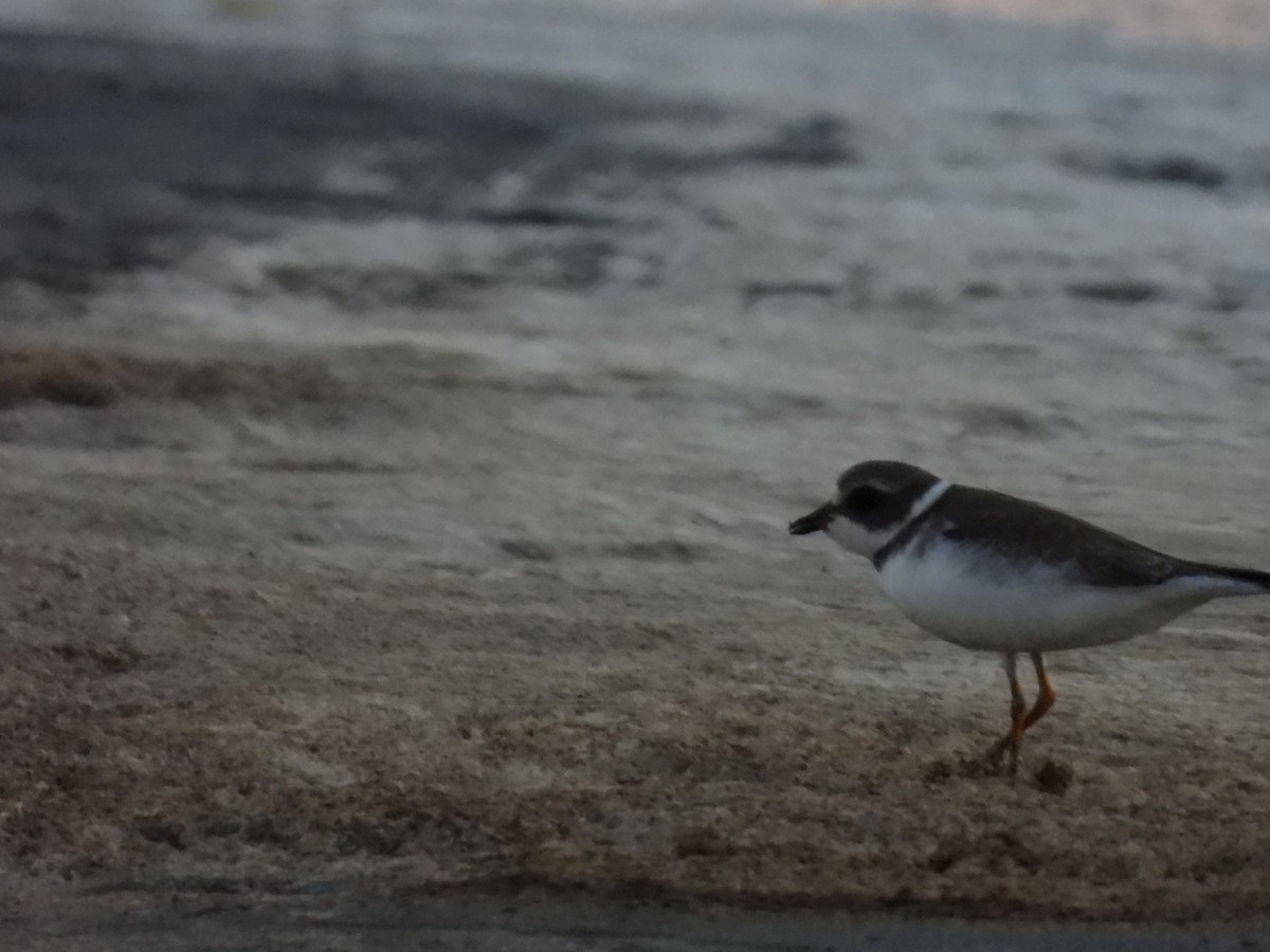 Semipalmated Plover - ML608566585