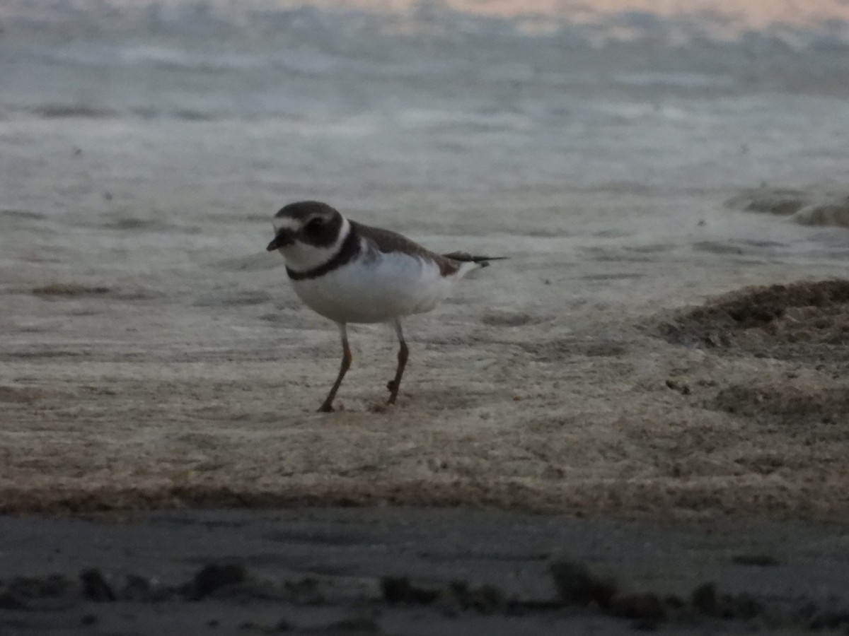 Semipalmated Plover - ML608566587