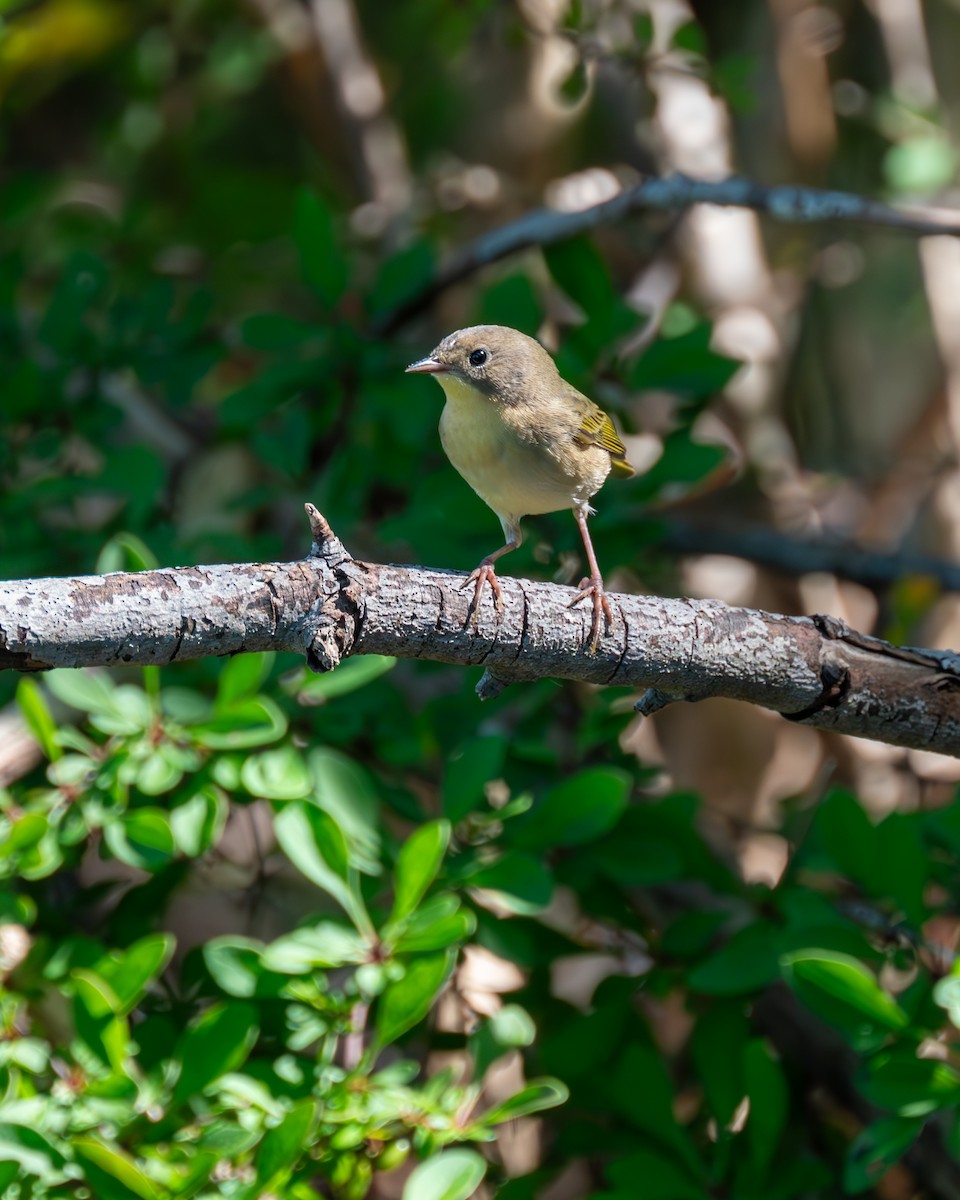 Common Yellowthroat - ML608566609
