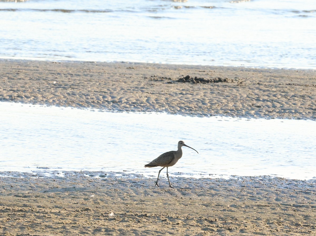 Long-billed Curlew - ML608566754
