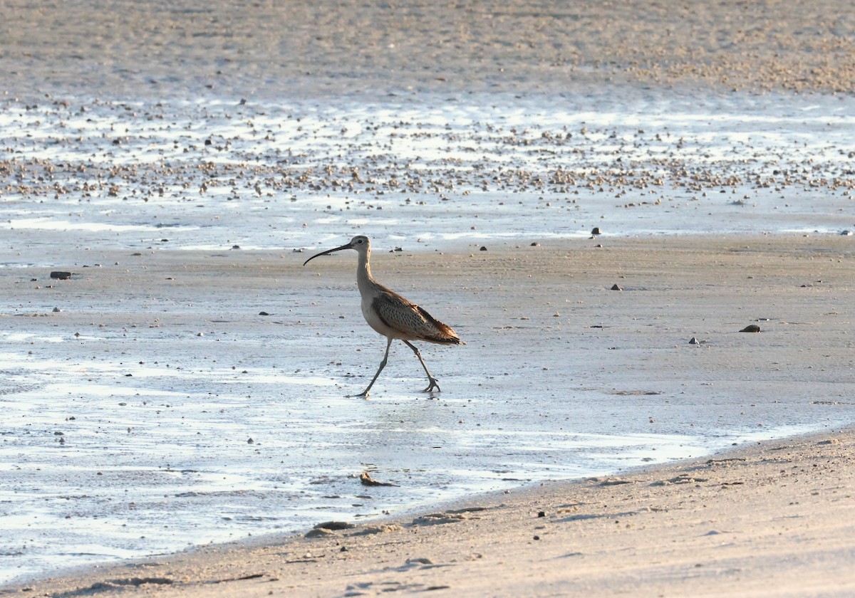 Long-billed Curlew - ML608566755