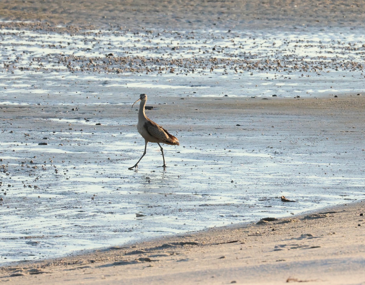 Long-billed Curlew - ML608566757