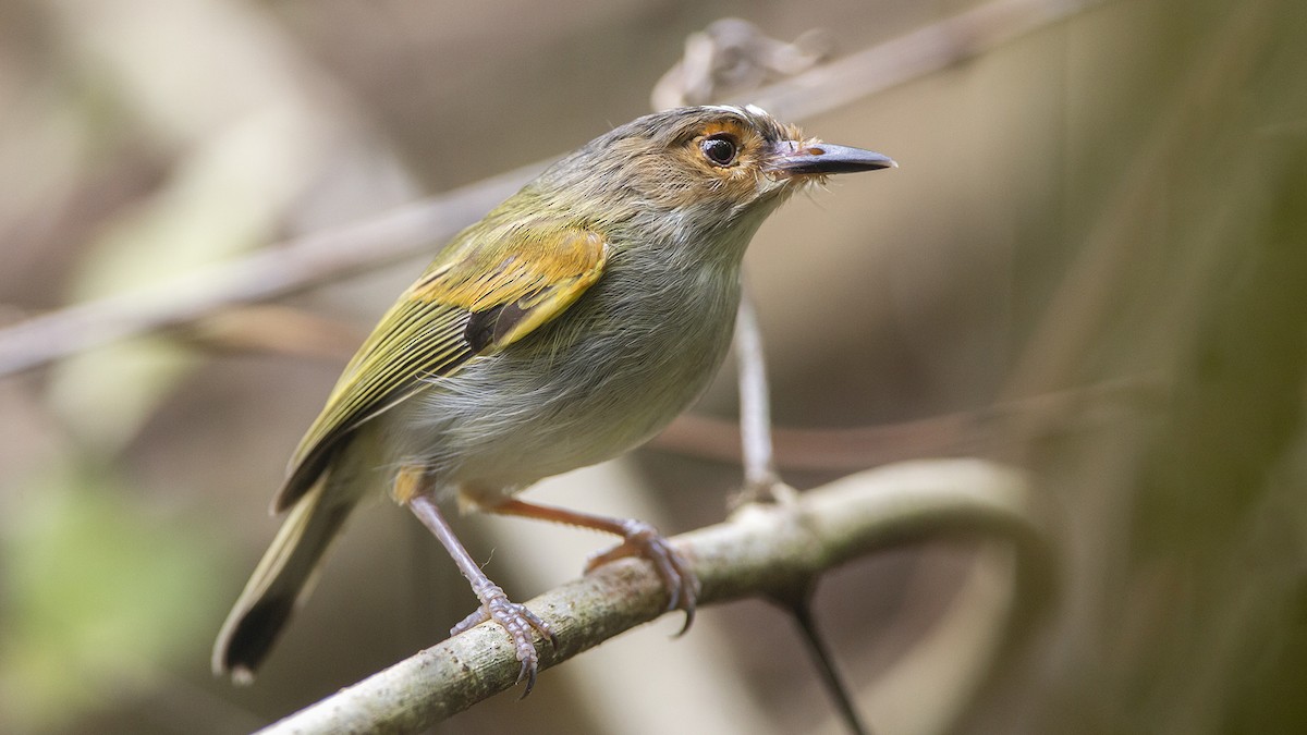 Rusty-fronted Tody-Flycatcher - ML608566939