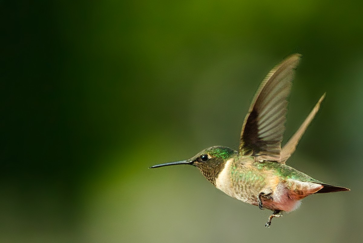 Ruby-throated Hummingbird - Michael Guthrie