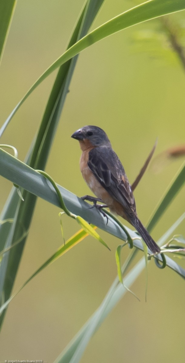 Ruddy-breasted Seedeater - ML608567396