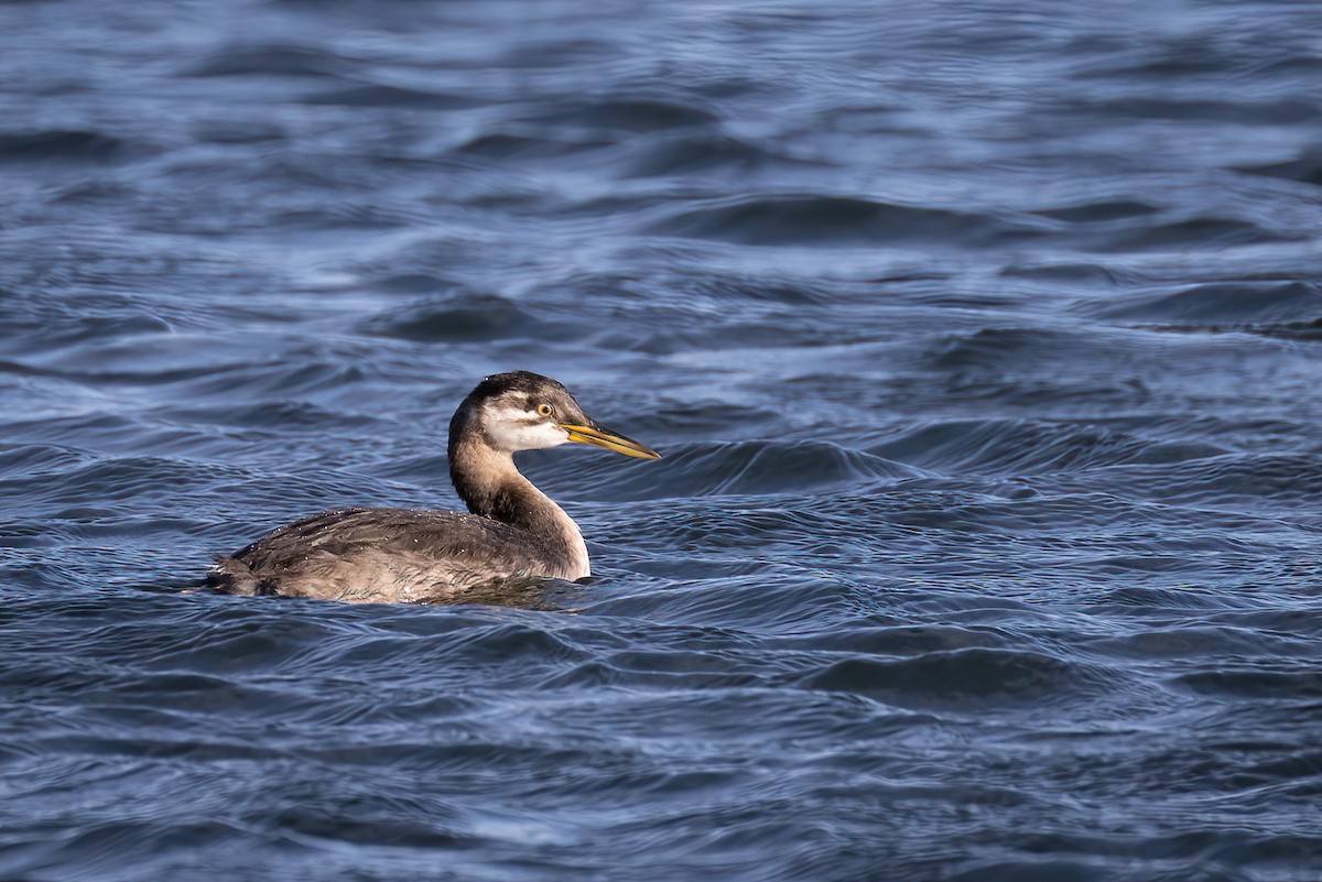 Red-necked Grebe - ML608567492
