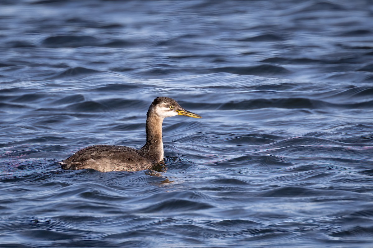 Red-necked Grebe - ML608567493