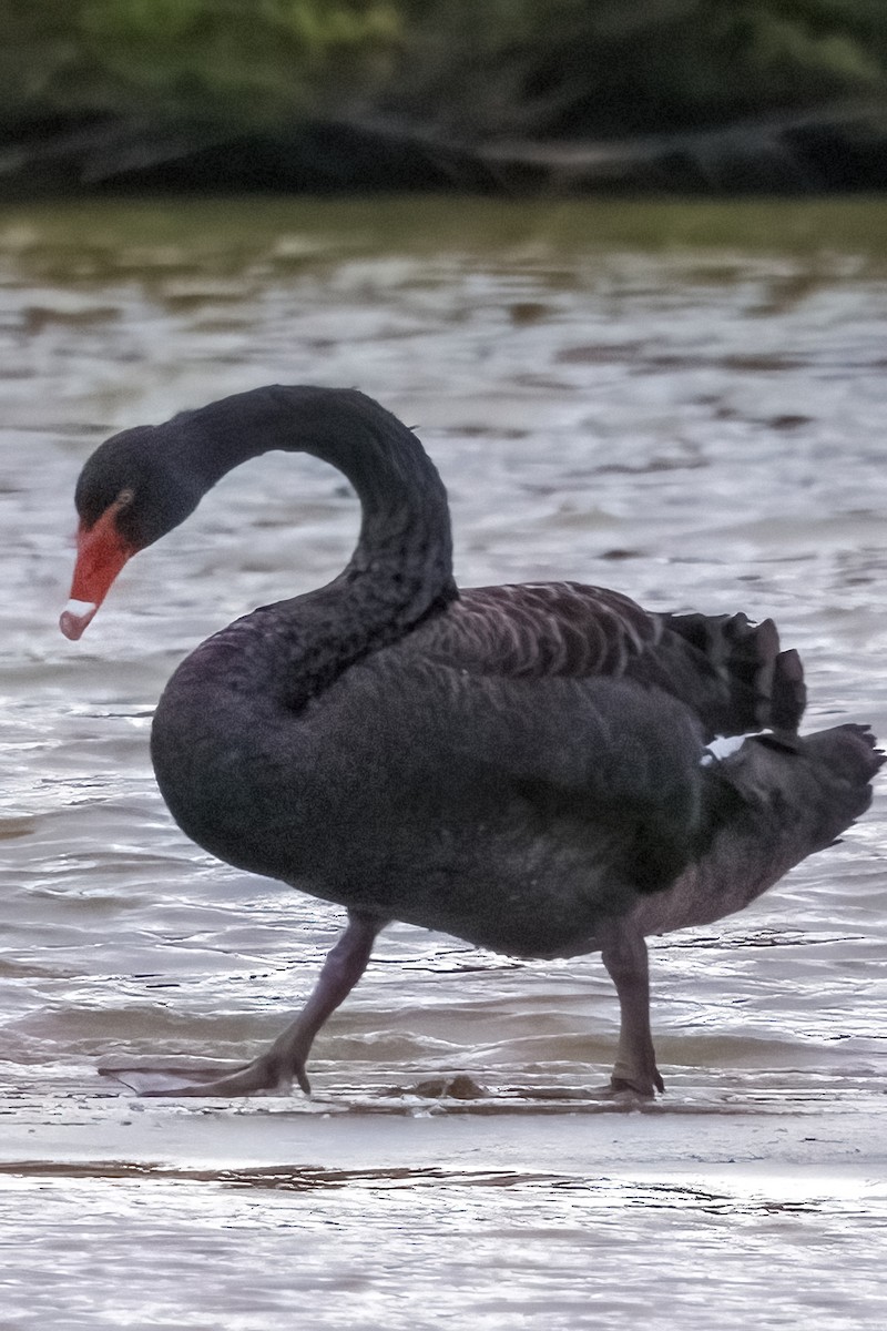Black Swan - Ann Trewern