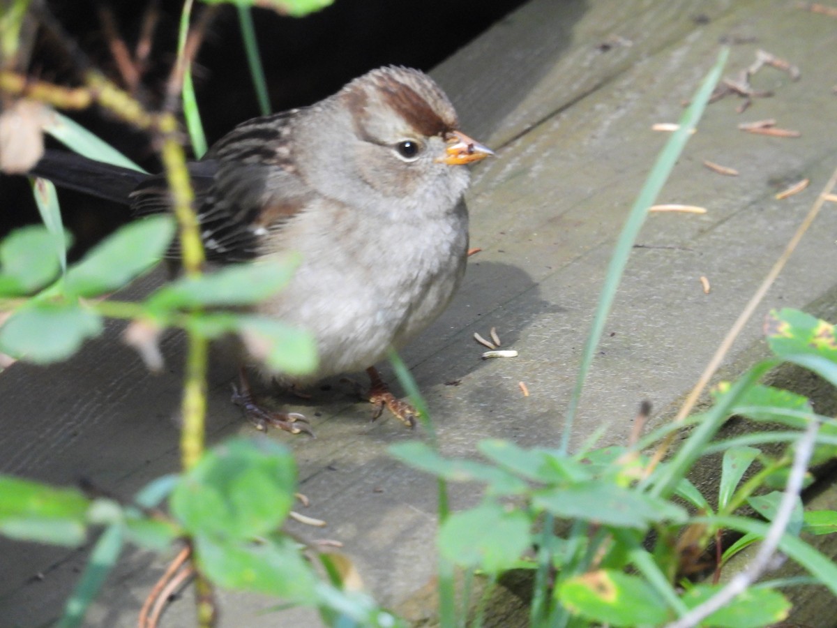 White-crowned Sparrow - ML608568353