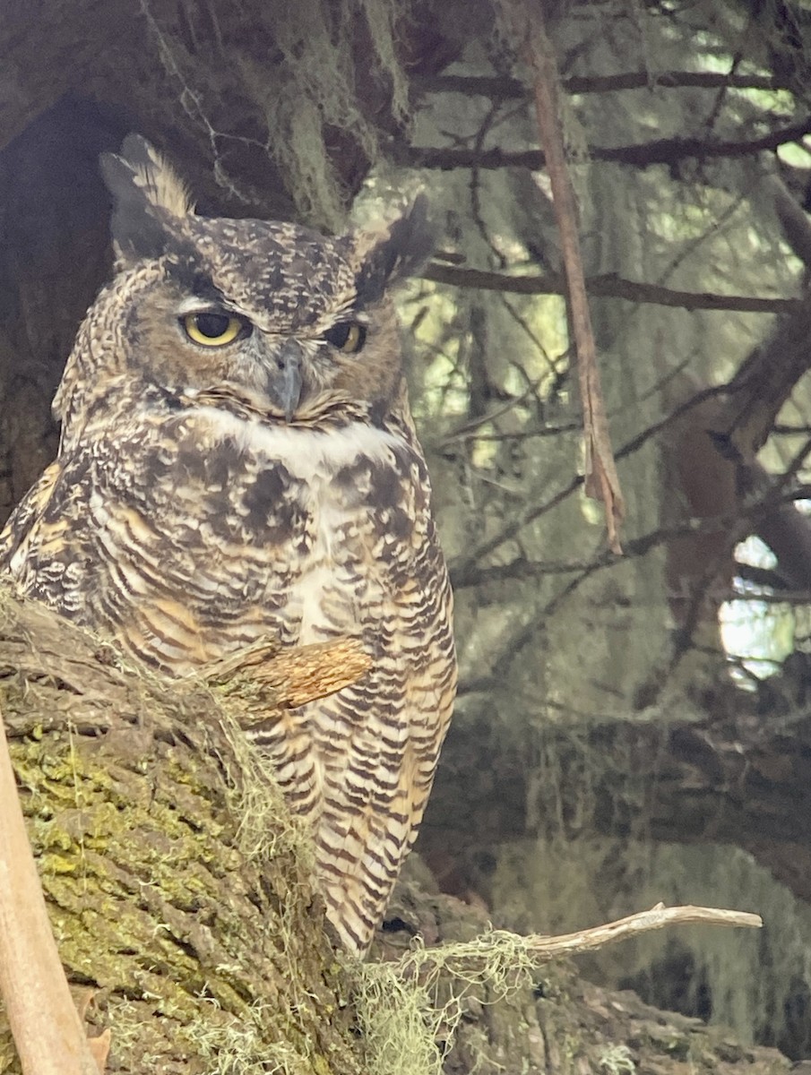 Great Horned Owl - ML608568733