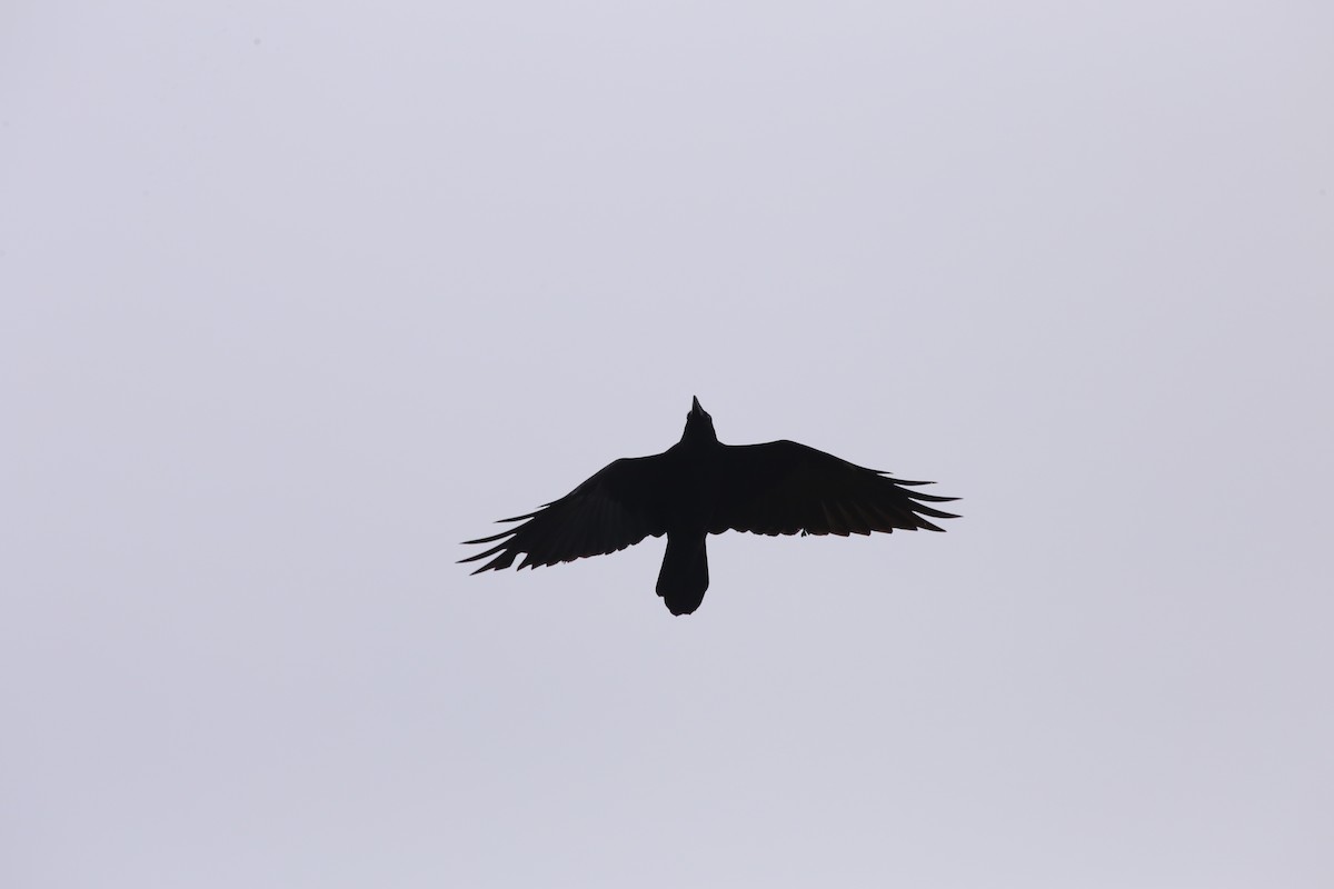 Common Raven - ML608569028