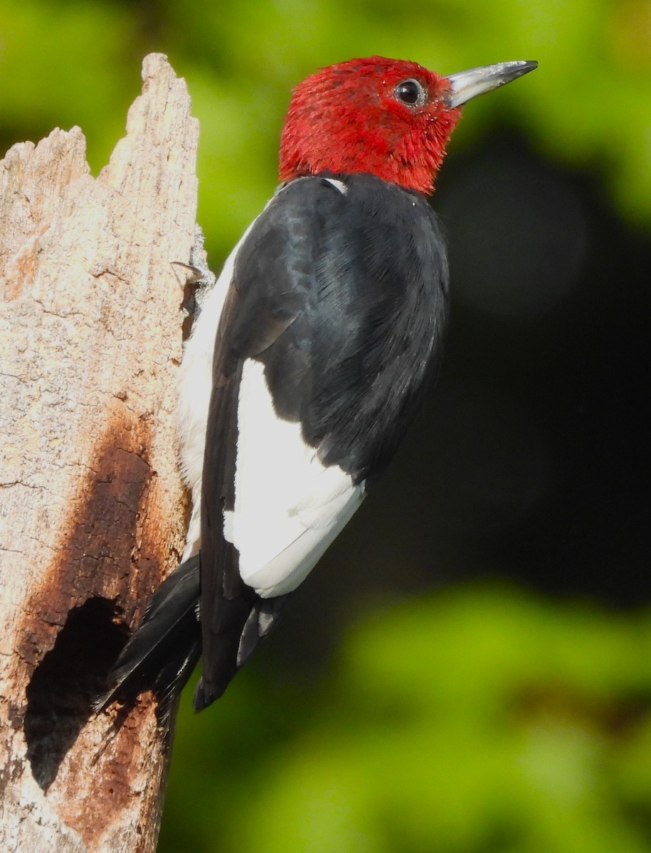 Red-headed Woodpecker - ML608569490