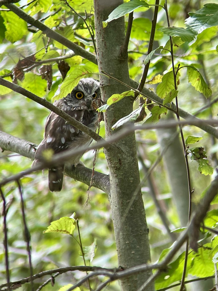 Northern Saw-whet Owl - Andrew Tyrrell