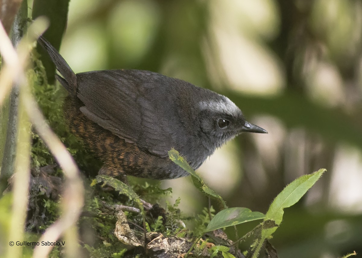 Silvery-fronted Tapaculo - ML60856981