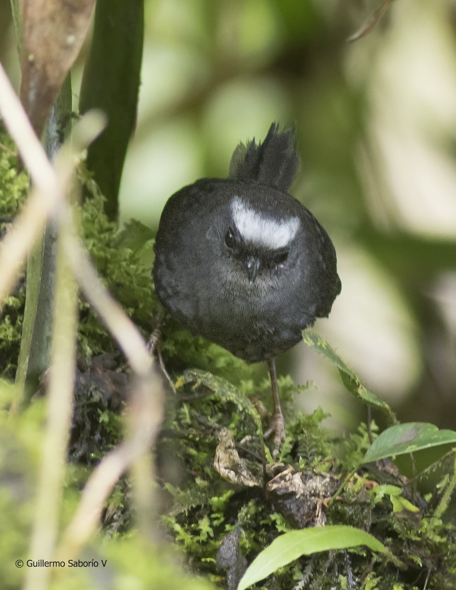 Silvery-fronted Tapaculo - ML60857011