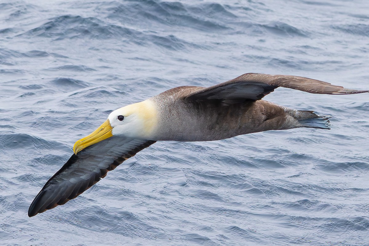 Waved Albatross - ML608570447