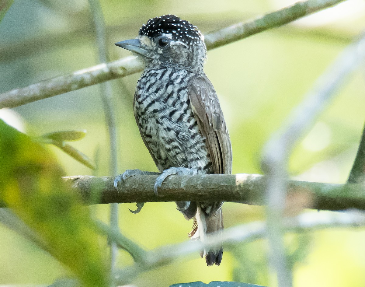 White-barred Piculet - ML608570719