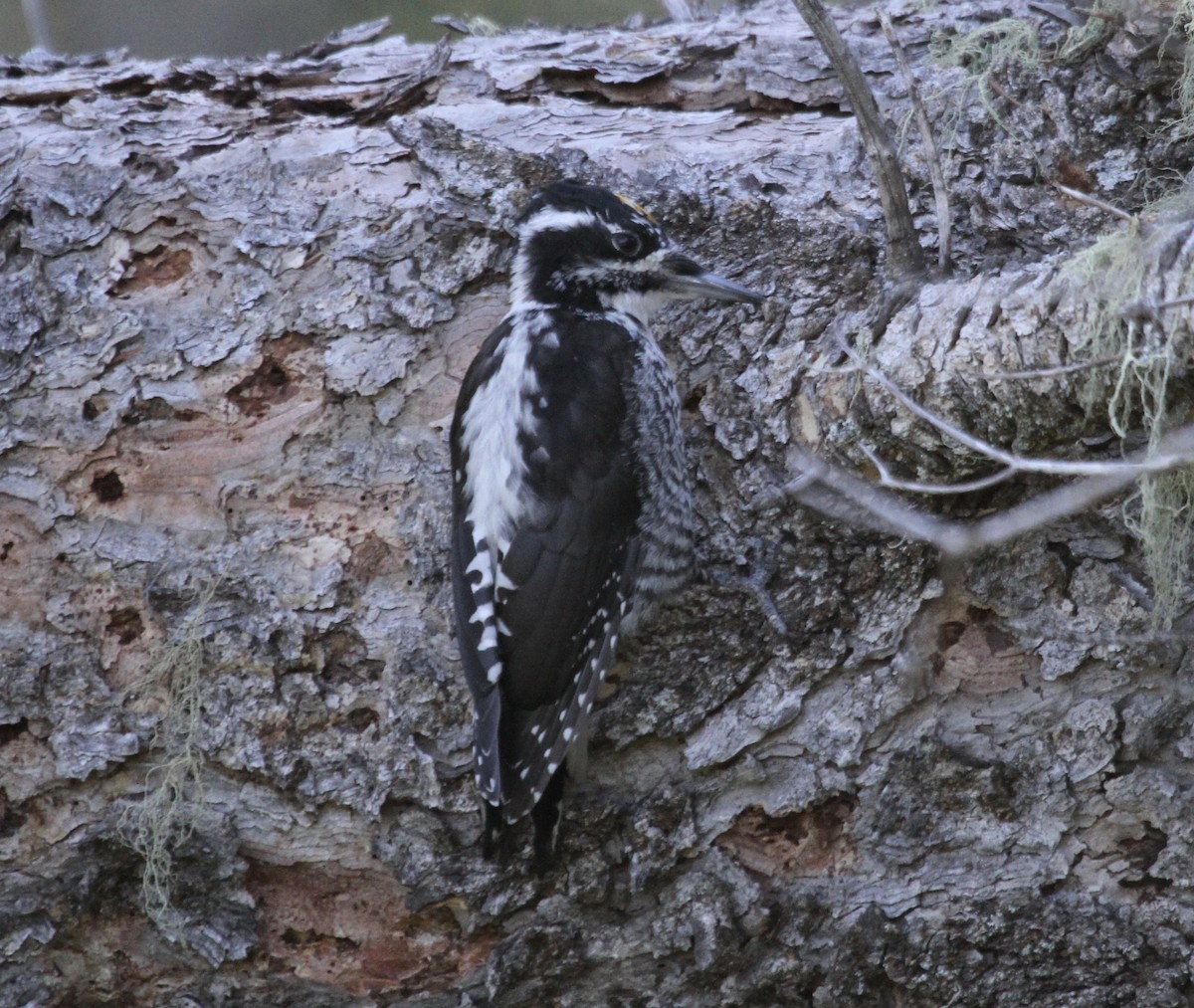American Three-toed Woodpecker (Rocky Mts.) - ML608571068