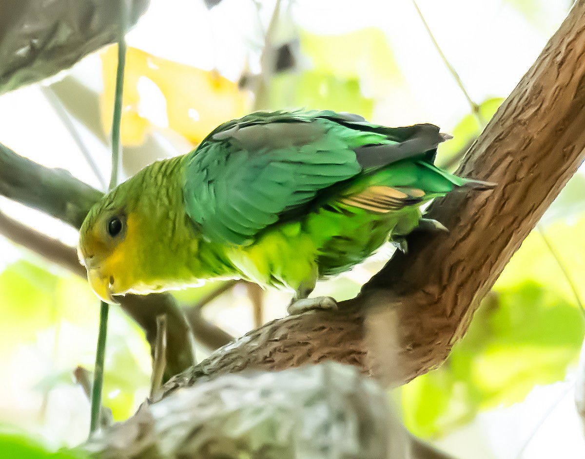 Golden-tailed Parrotlet - ML608571180
