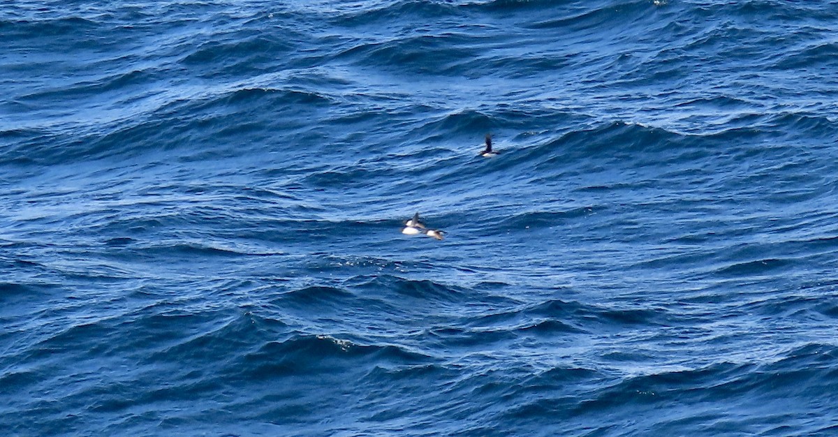 Thick-billed Murre - ML608571773