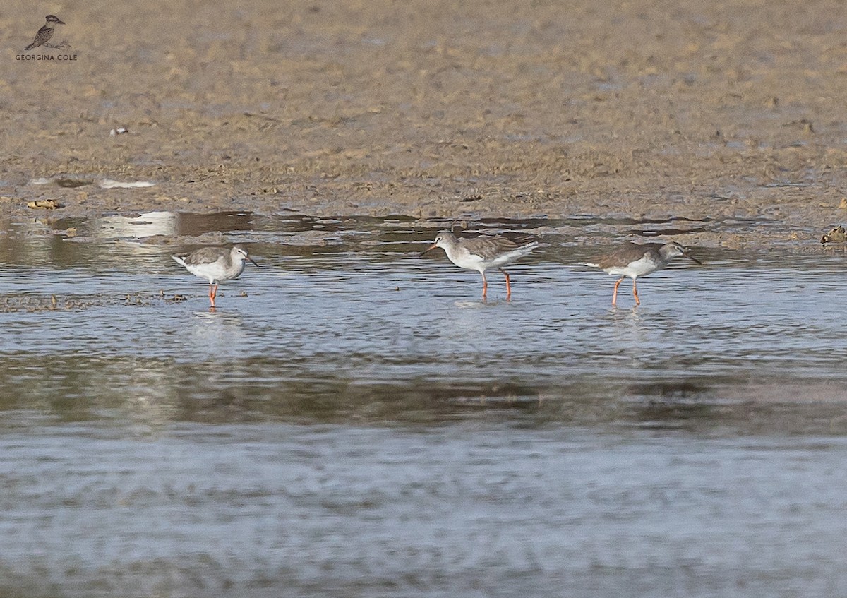 Spotted Redshank - ML608572262