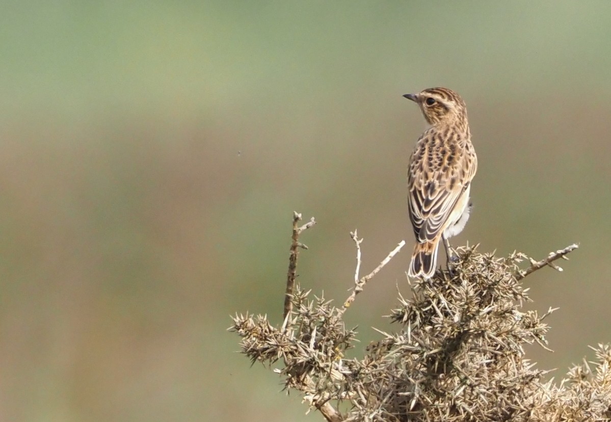 Whinchat - ML608573316