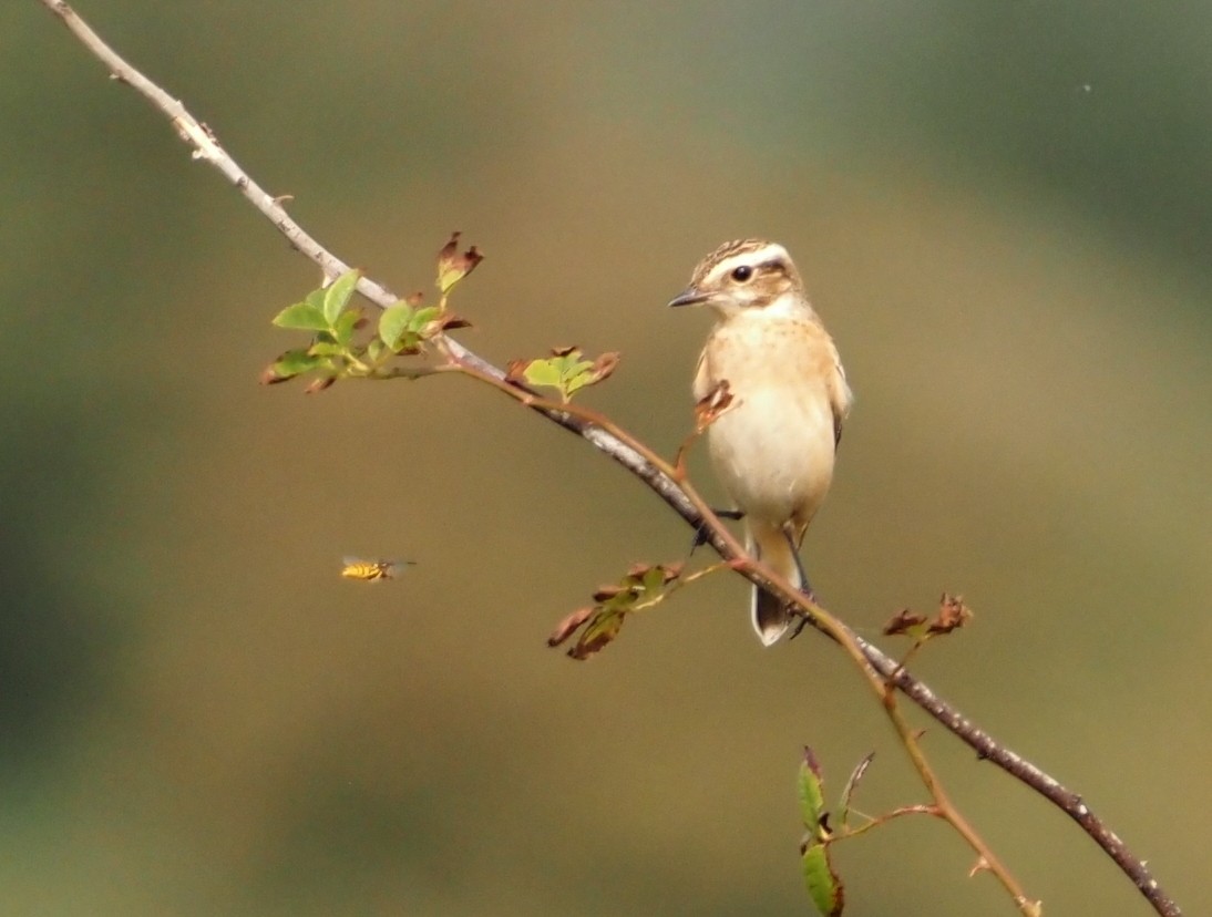 Whinchat - ML608573317