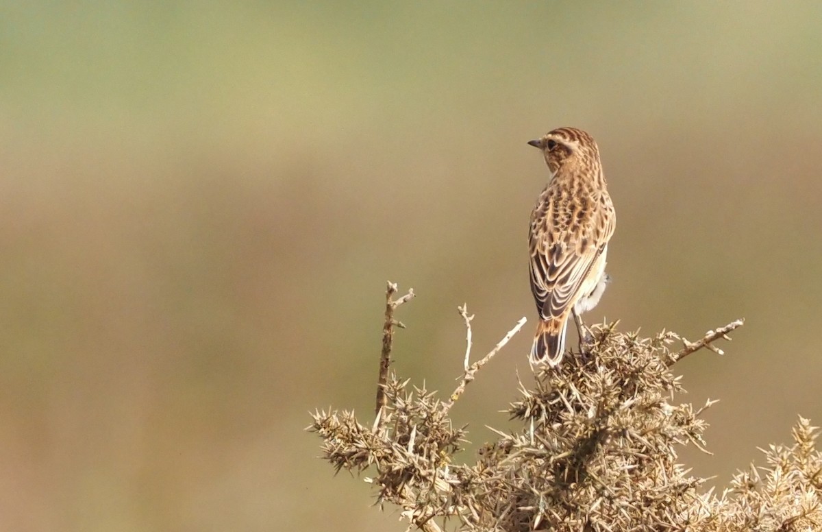 Whinchat - ML608573318
