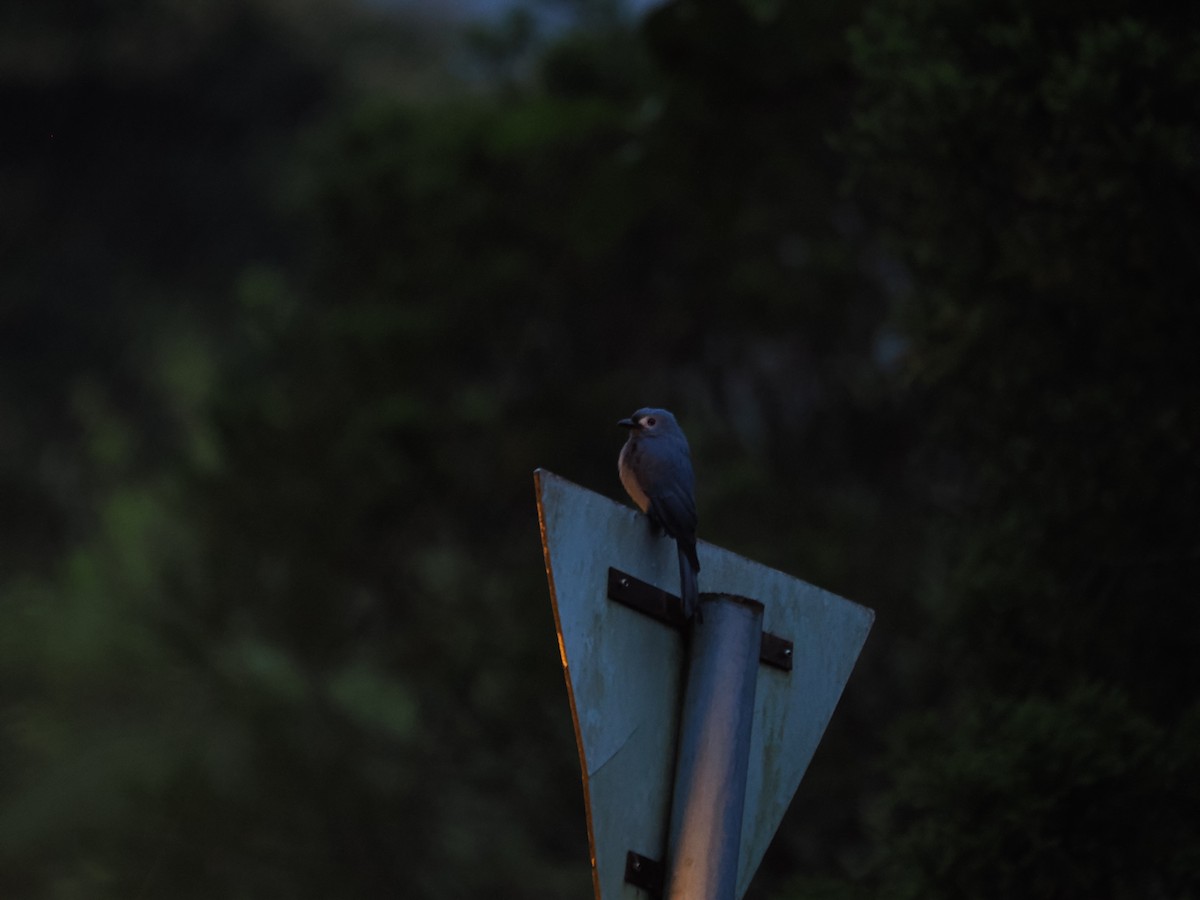 Kül Rengi Drongo (stigmatops) - ML608573397