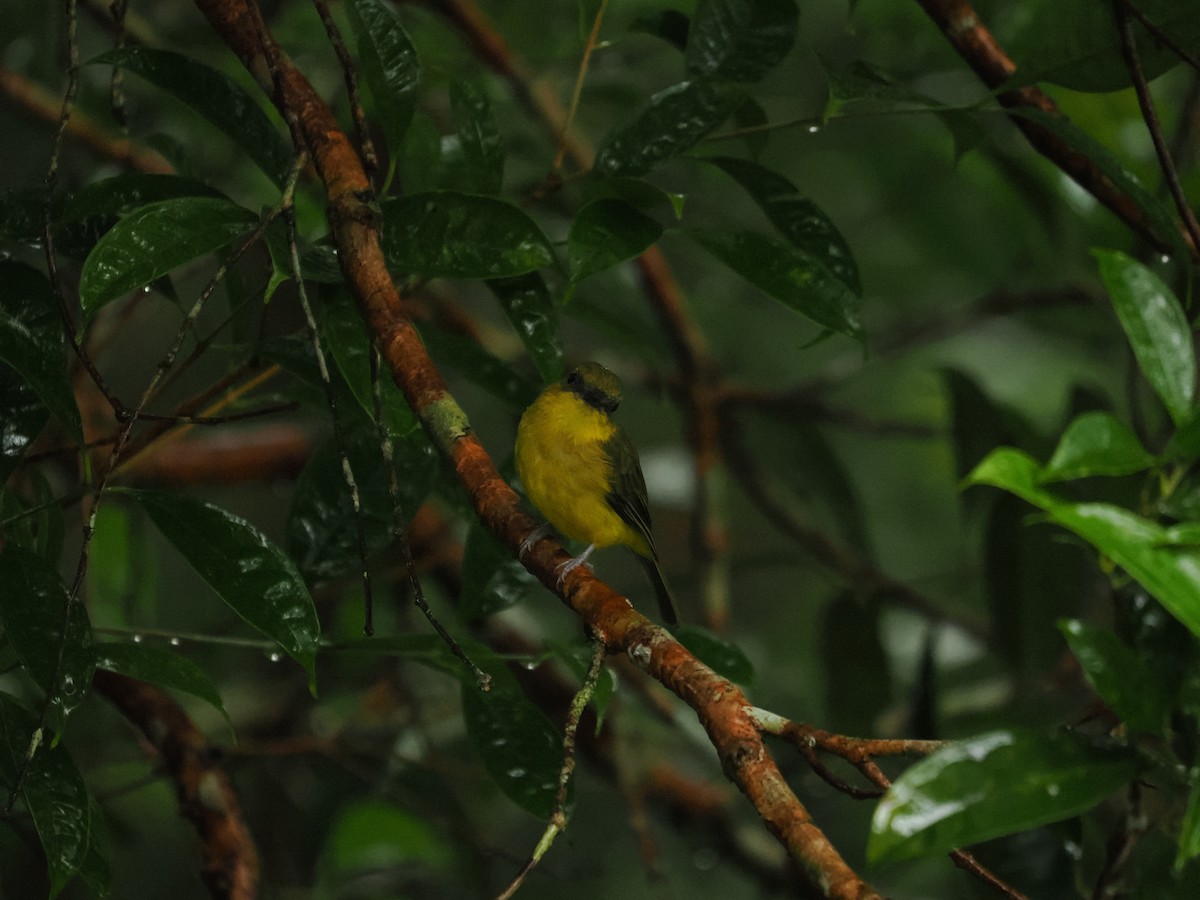 Borneo Islıkçısı - ML608573448