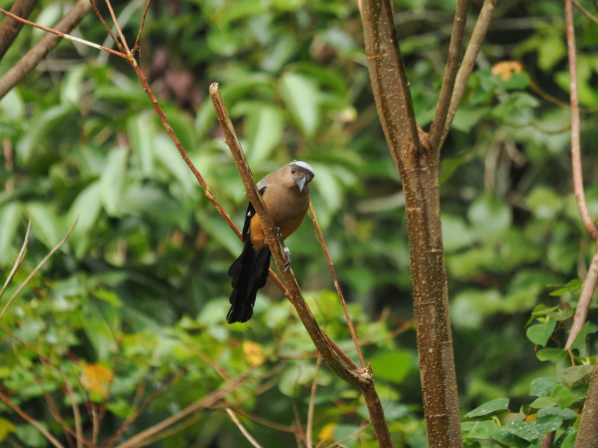 Borneo Saksağanı - ML608573556