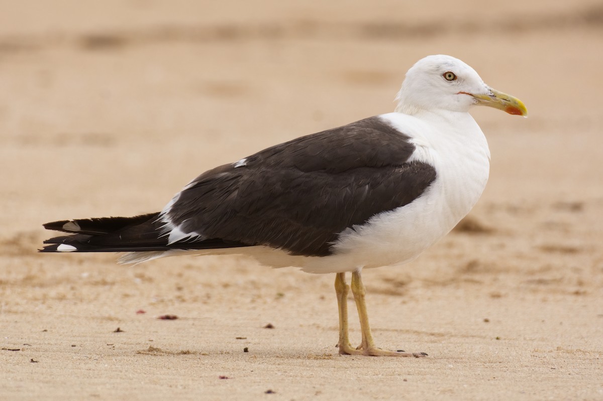 Lesser Black-backed Gull (fuscus) - ML608573762