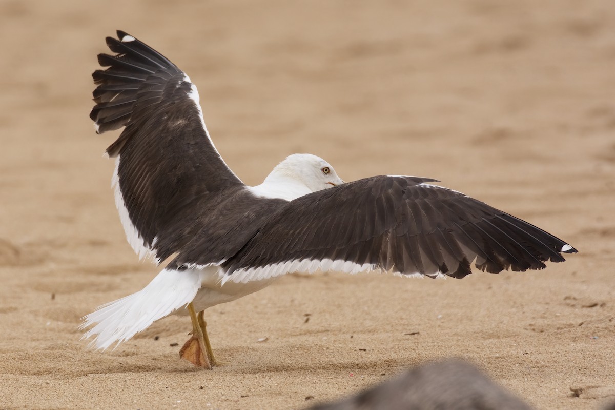 Lesser Black-backed Gull (fuscus) - ML608573766