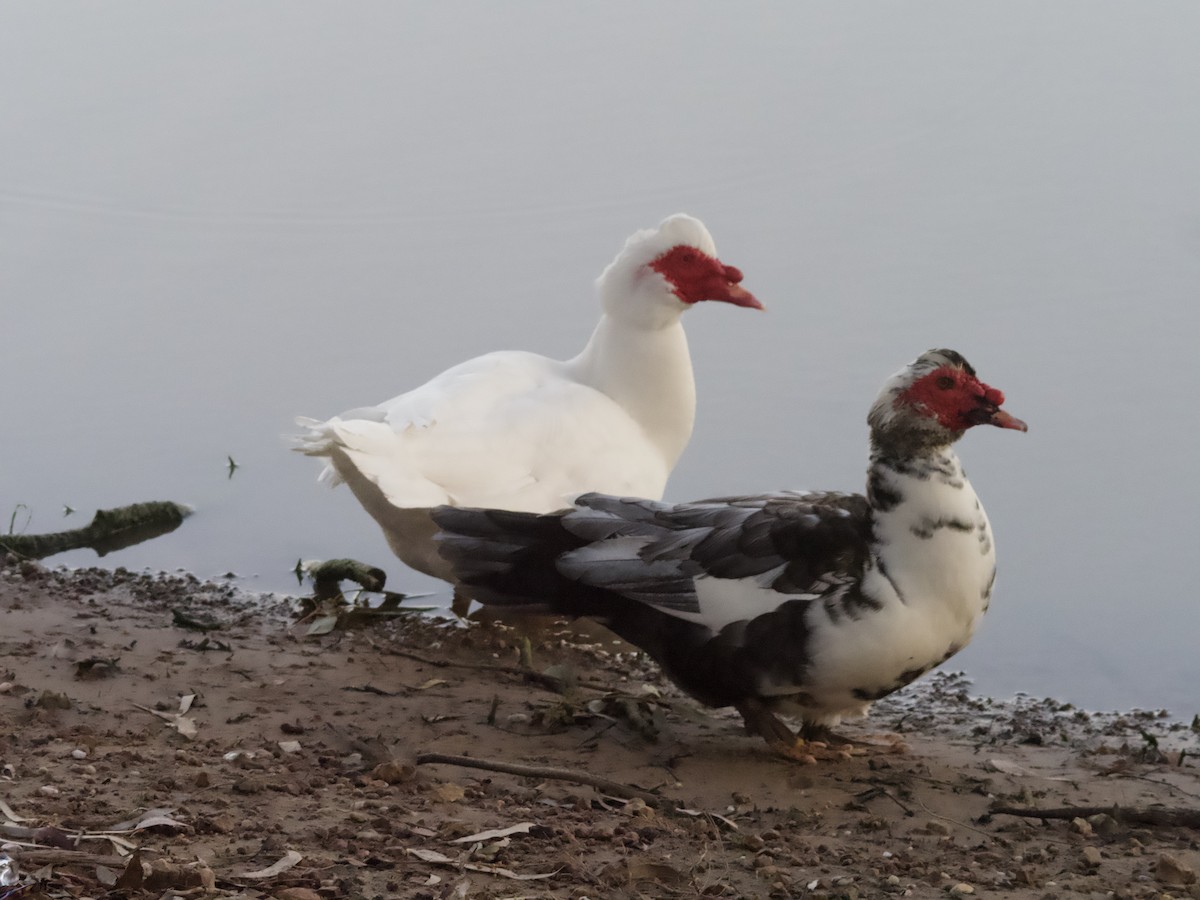 Muscovy Duck (Domestic type) - Yvonne van Netten