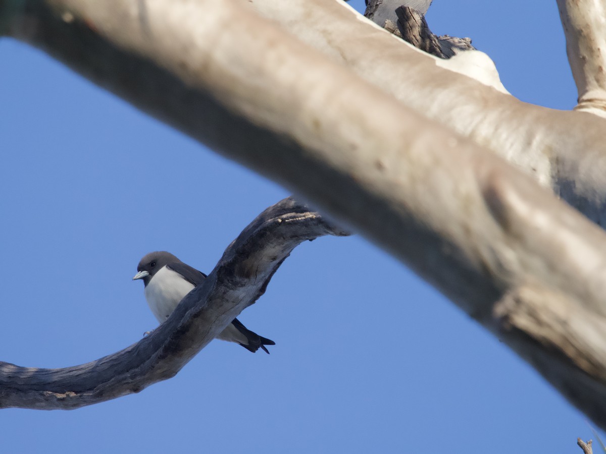 White-breasted Woodswallow - ML608573891