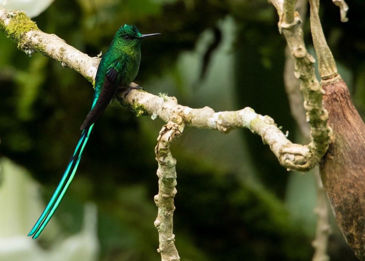 Long-tailed Sylph - ML608573915
