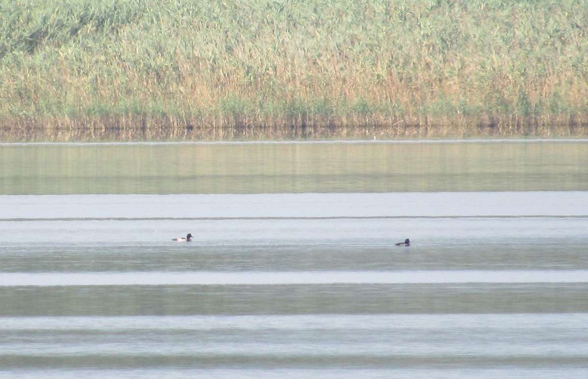 Greater Scaup - ML608574508