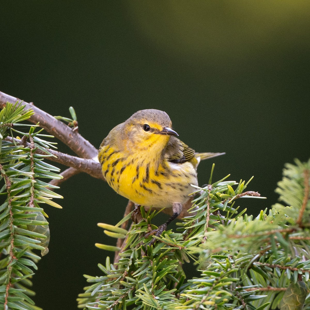 Cape May Warbler - ML608575097